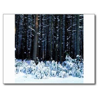 Winter White Pine Trees Pocono Mountains Postcards