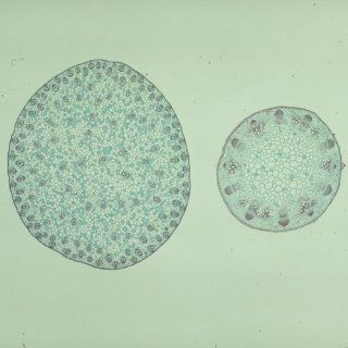 Typical Monocot and Dicot Stems, c.s., 12 µm Microscope Slide