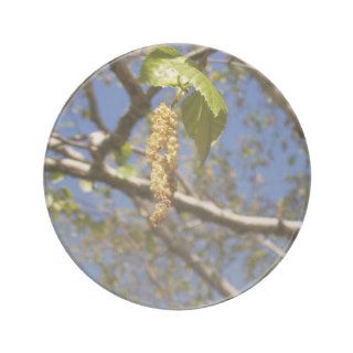 Birch Tree Seed Pods Coaster