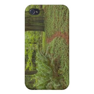 Trail among redwood trees in Jedediah Smith Redwoo iPhone 4/4S Covers
