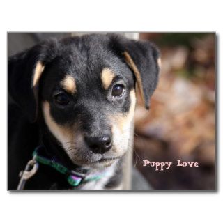 Mixed Breed Puppy Postcard