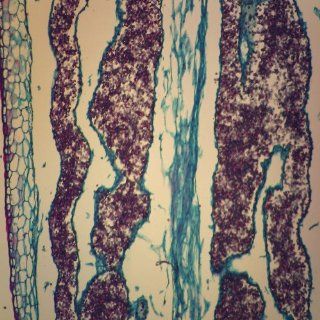 Moss Capsule, l.s, 12 µm Microscope Slide