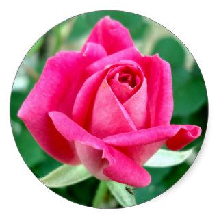 Pink Double Knockout Rose Stickers