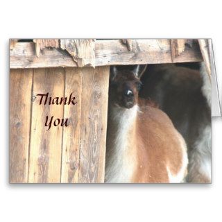 Pretty Llama Farm Animal Photo Thank You Card