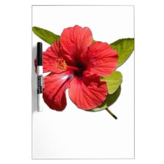 A Red Hibiscus Flower Isolated On White Background Dry Erase Whiteboards