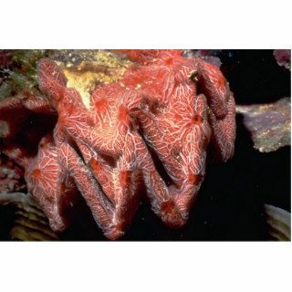 Cockscomb oyster (Lopha cristagalli) Shell Cut Out