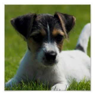 Jack Russell Puppy Poster Print