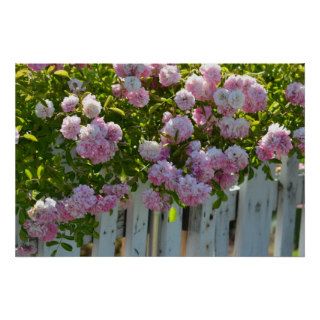 White Picket Fence with Roses Poster