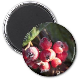 winter red berries, evergreen bush, green， 浆 果 magnets