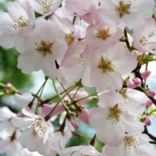 Flowering Cherry, Yoshino PRUYE02BR0024FT
