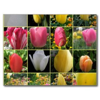 Tulip Collage Spring Postcard