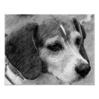 Beagle Dog Face Pencil Art #2 Poster