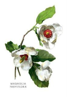 "Magnolia Parviflora" Print (Canvas Giclee 12x18)  