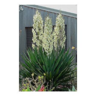 New Mexico / State Flower / Yucca / Poster