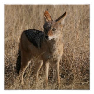 Baby Coyotes Poster Print