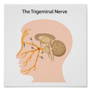 The trigeminal nerve Poster