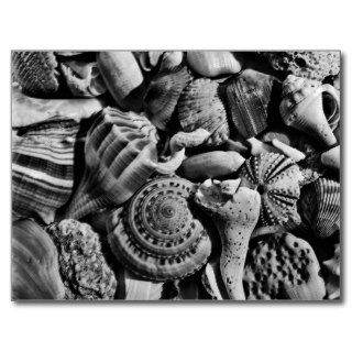 Black and White Beach Shells Postcard