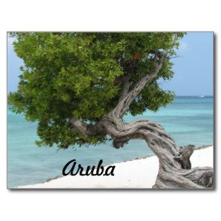 Divi Divi Tree in Aruba Postcards
