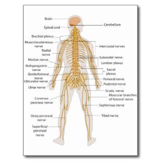 Diagram of the Human Body's Nervous System Postcard