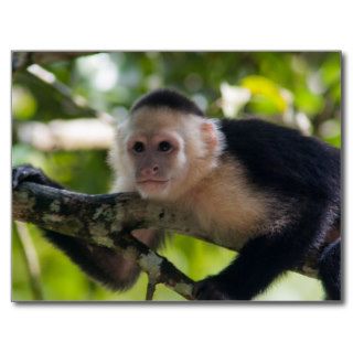 White faced Capuchin Monkey Postcards