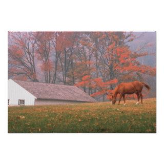 NA, USA, PA, Valley Forge. Horse grazing in a Posters