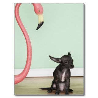 Chihuahua next to a pink flamingo postcards