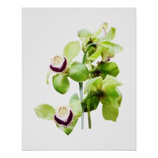 STARTING UNDER $20   Green Cymbidium Orchids Posters