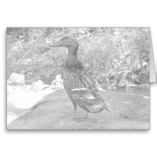 Pencil Drawing of a duck. Greeting Cards