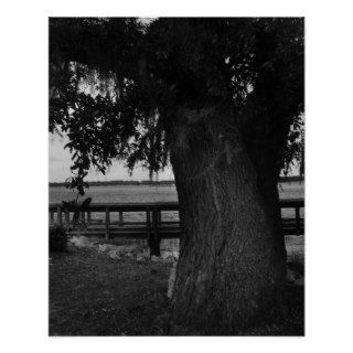 Oak Tree along the Cooper River Shore Posters