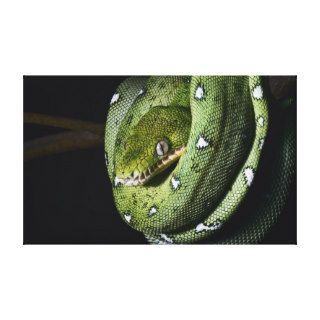 Green tree snake emerald boa in Bolivia Gallery Wrapped Canvas