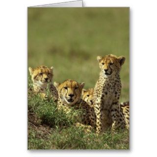 Young Cheetah Group Card