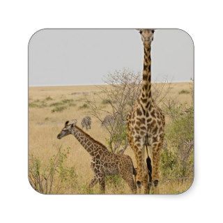 Maasai Giraffes roaming across the Maasai Mara Square Sticker
