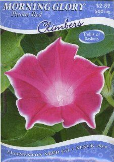 Morning Glory   Red Picotee  Flowering Plants  Patio, Lawn & Garden