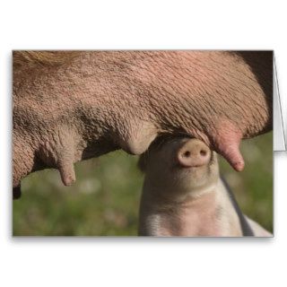 Cute Piglet  Nuzzling  Mother's Belly   Funny Greeting Cards