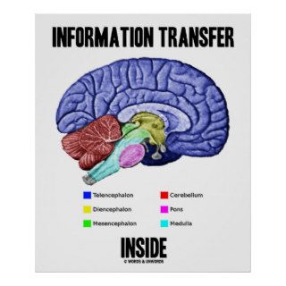 Information Transfer Inside (Brain Anatomy) Posters