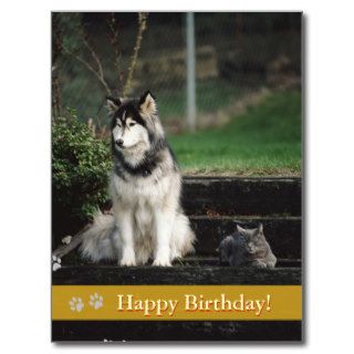 Happy Birthday   dog & cat postcard