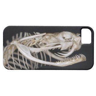 Skull of Puff Adder iPhone 5 Case