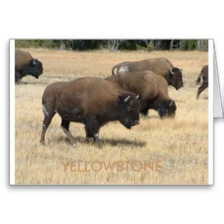 Buffalo YELLOWSTONE Greeting Card