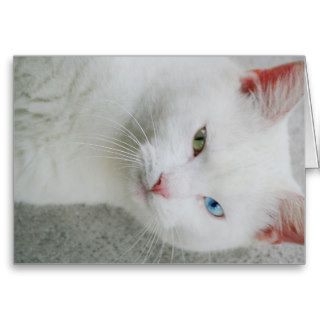White Van cat with one green eye & one blue eye Greeting Cards