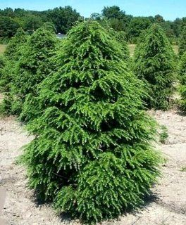 Canadian Hemlock 50 Seeds   Tsuga   Shrub/Tree/Bonsai  Tree Plants  Patio, Lawn & Garden