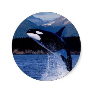 Whale Soaring Higher Stickers