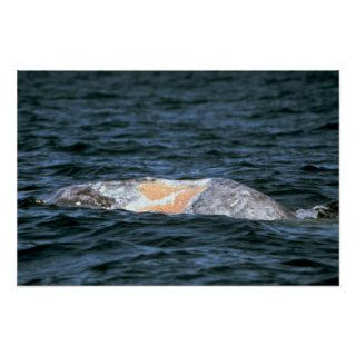 Gray whale posters