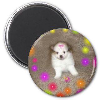 Baby Pomeranian Magnet