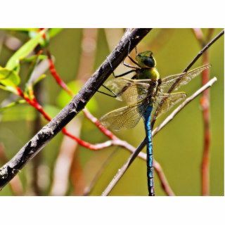 Dragonfly Insect Photo Cutout