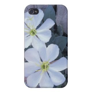 NA, USA, Utah, Arches NP, Evening primrose iPhone 4/4S Covers
