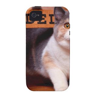 Cat British Shorthair Dilute Calico iPhone 4 Cover