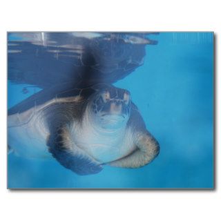 Baby Sea Turtle Postcard