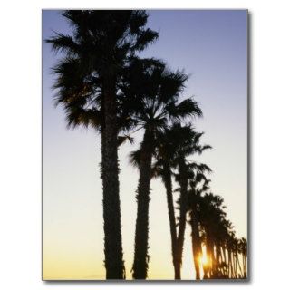 Silhouetted palm trees, Ventura, CA Postcards