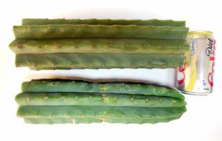 San Pedro Cactus, One Trunk & One Tip, 12 Inch Cuttings, Trichocereus (Echinopsis) Pachanoi  Succulent Plants  Patio, Lawn & Garden