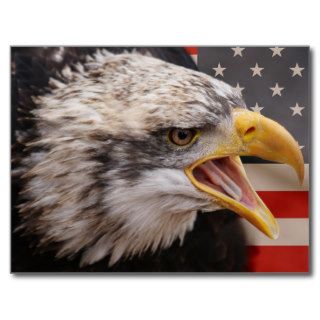 Patriotic Eagle Image Postcard